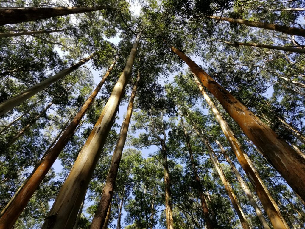 Ground up view of sustainable eucalyptus plantation in Brazil with organized rows for timber production